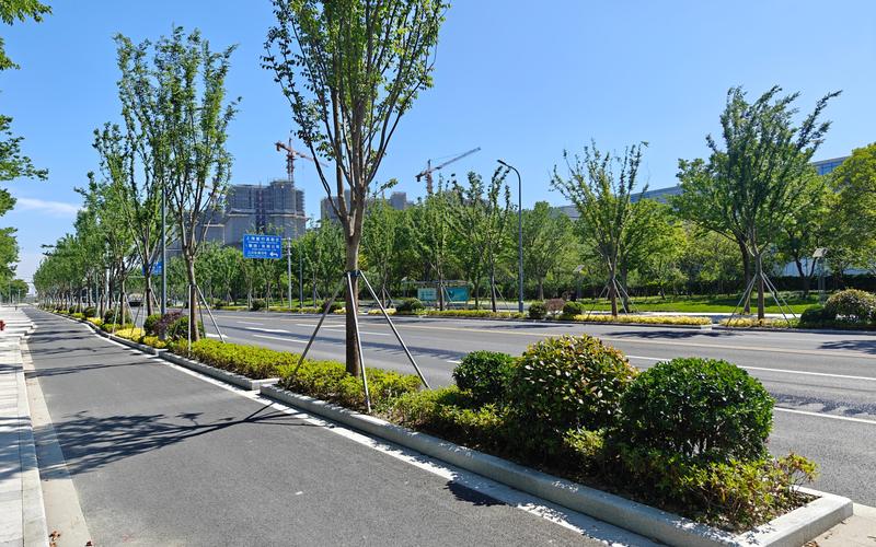 道路绿化